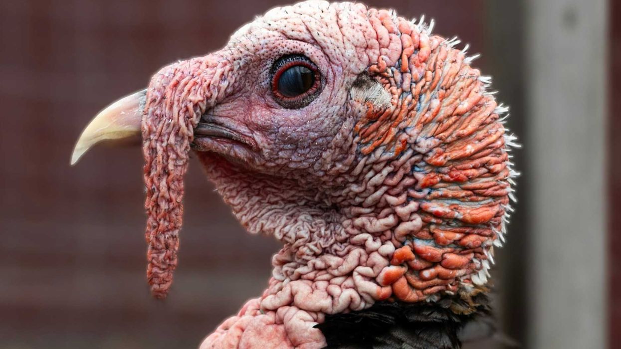 The truth about Trump's claim about Thanksgiving dinner