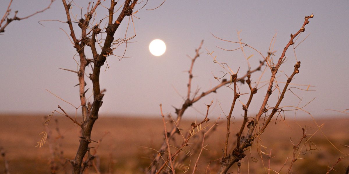 Texas offers Starr County ranch to Trump for mass deportation plans ...