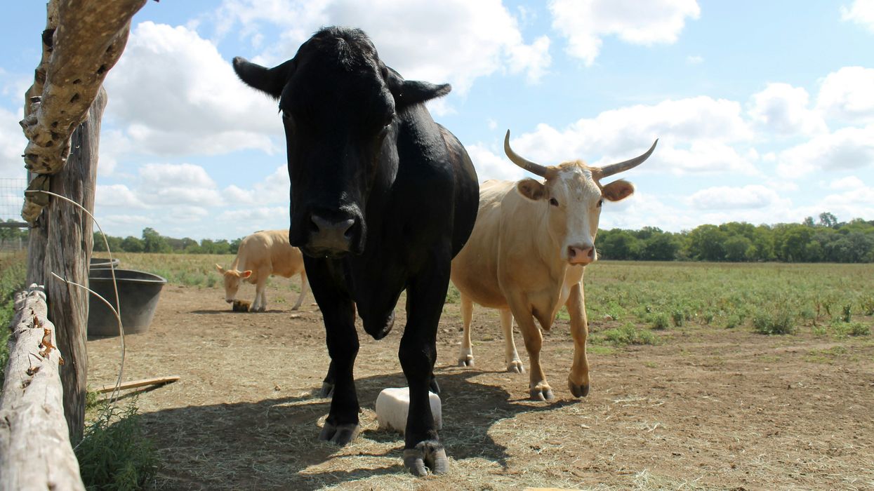 TX farmers say sewage-based fertilizer tainted with 'forever chemicals' killed their livestock