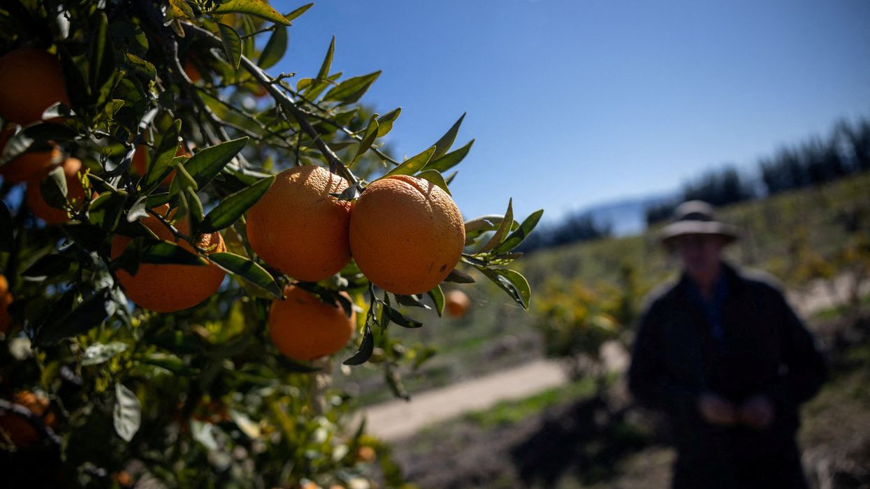 'A slap in the face': Trump cuts hit small farms as he showers billions on big farms