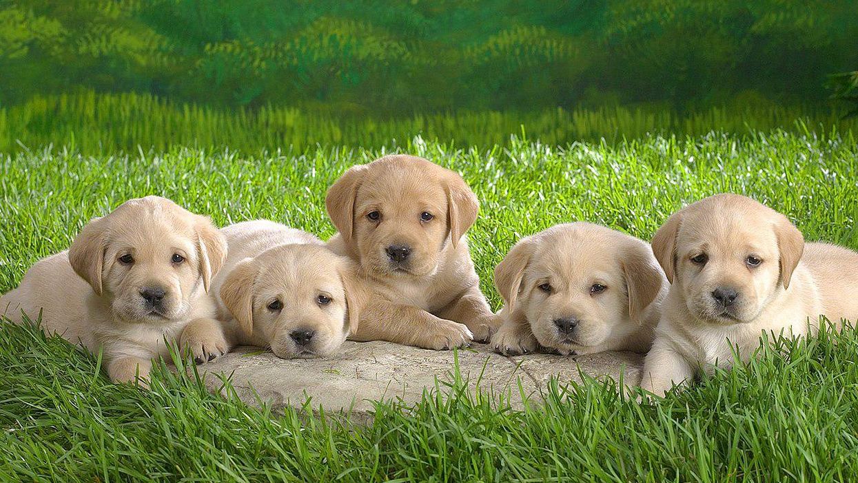 'Monster': Internet makes #AbbottHatesDogs trend after Texas Governor vetos bipartisan anti-cruelty bill