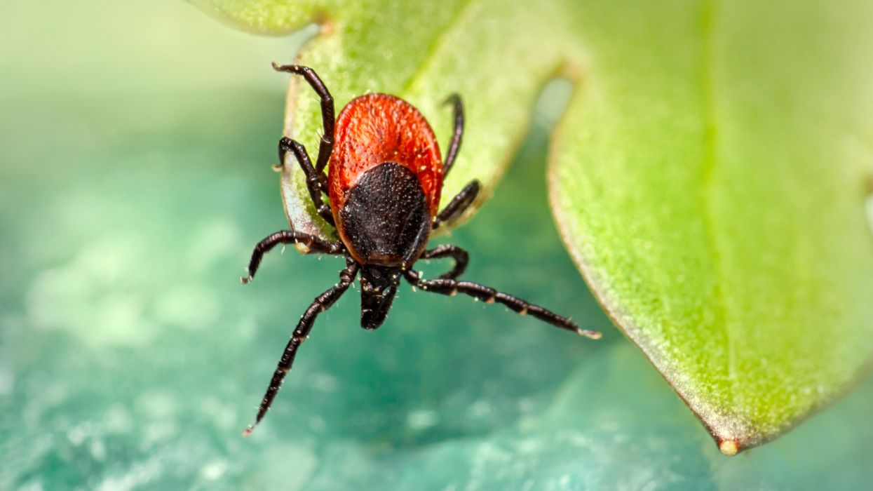 A malaria-like disease is moving into Delaware, Maryland and Virginia