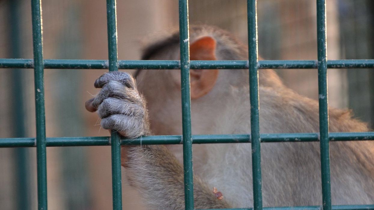 The US is ‘out of step’ on primate research with the rest of the world