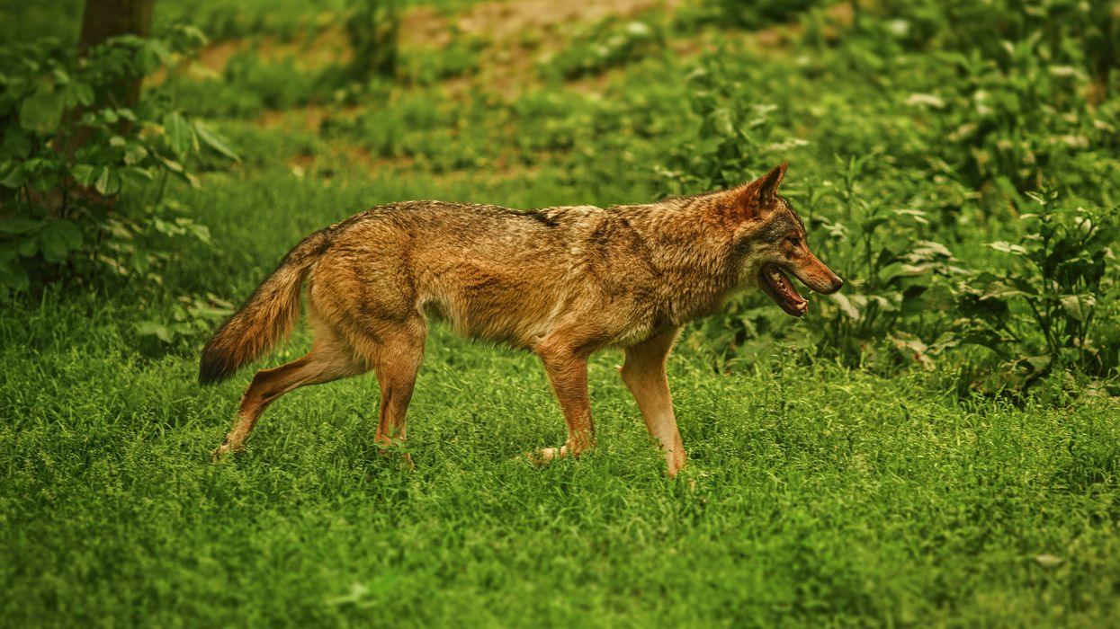 No more prizes for killing ‘nuisance’ animals under these hunting contest bans