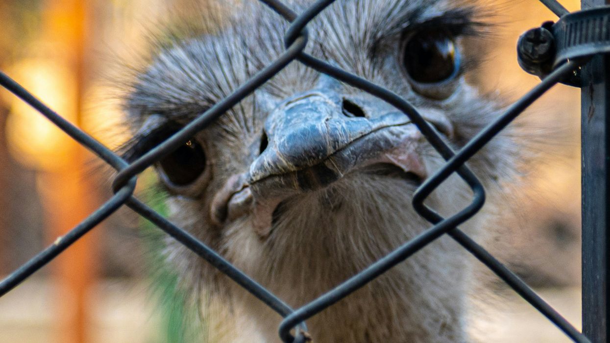 If you think chemtrails are real, you’re probably up in arms — about Canadian ostriches
