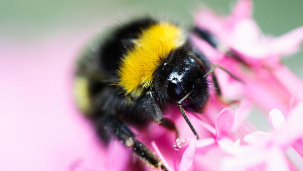 New study finds undisclosed ingredients in Roundup is lethal to bumblebees