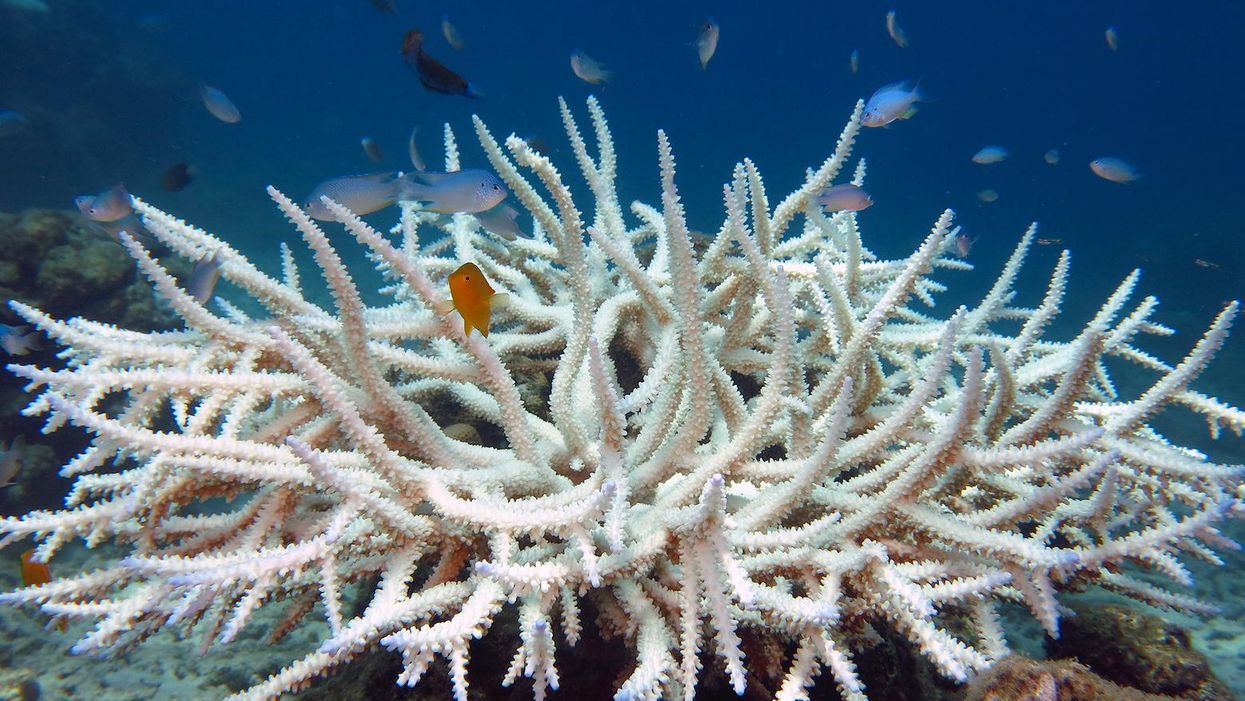 The next major extinction event is here