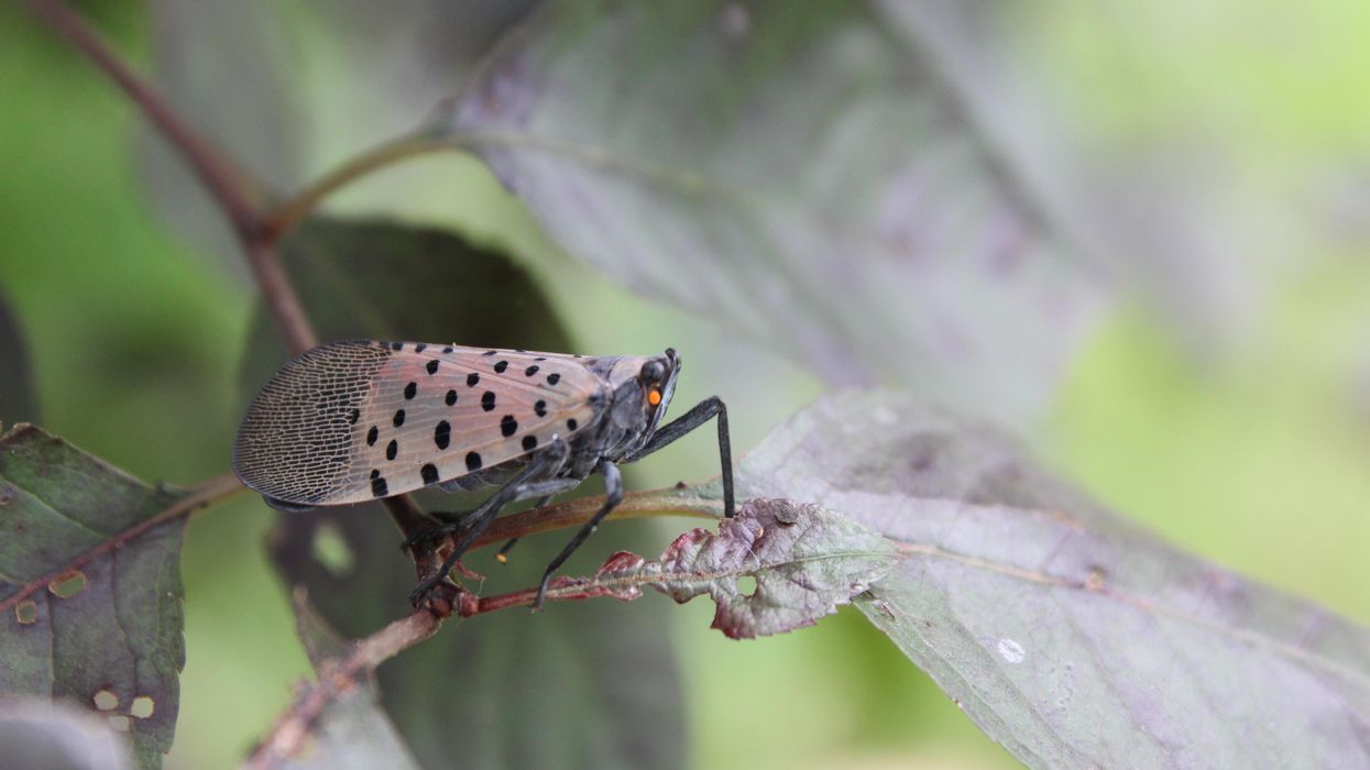 Why the spotted lanternfly must die