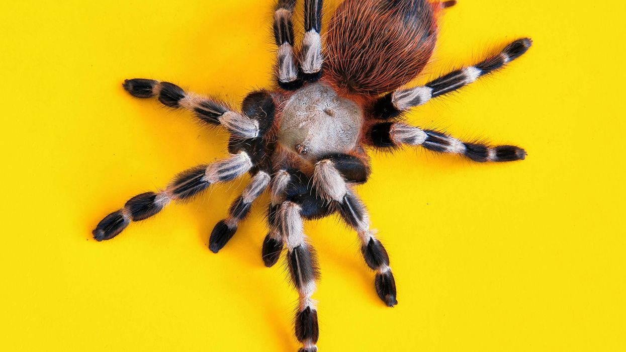 How spiders smell with their legs: new research