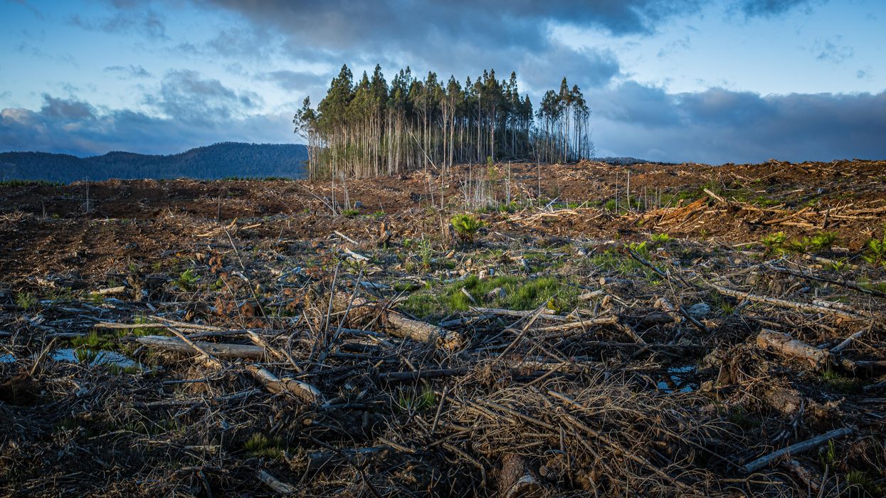 Welcome to the Pandemicene: How the climate crisis could spark the next pandemic