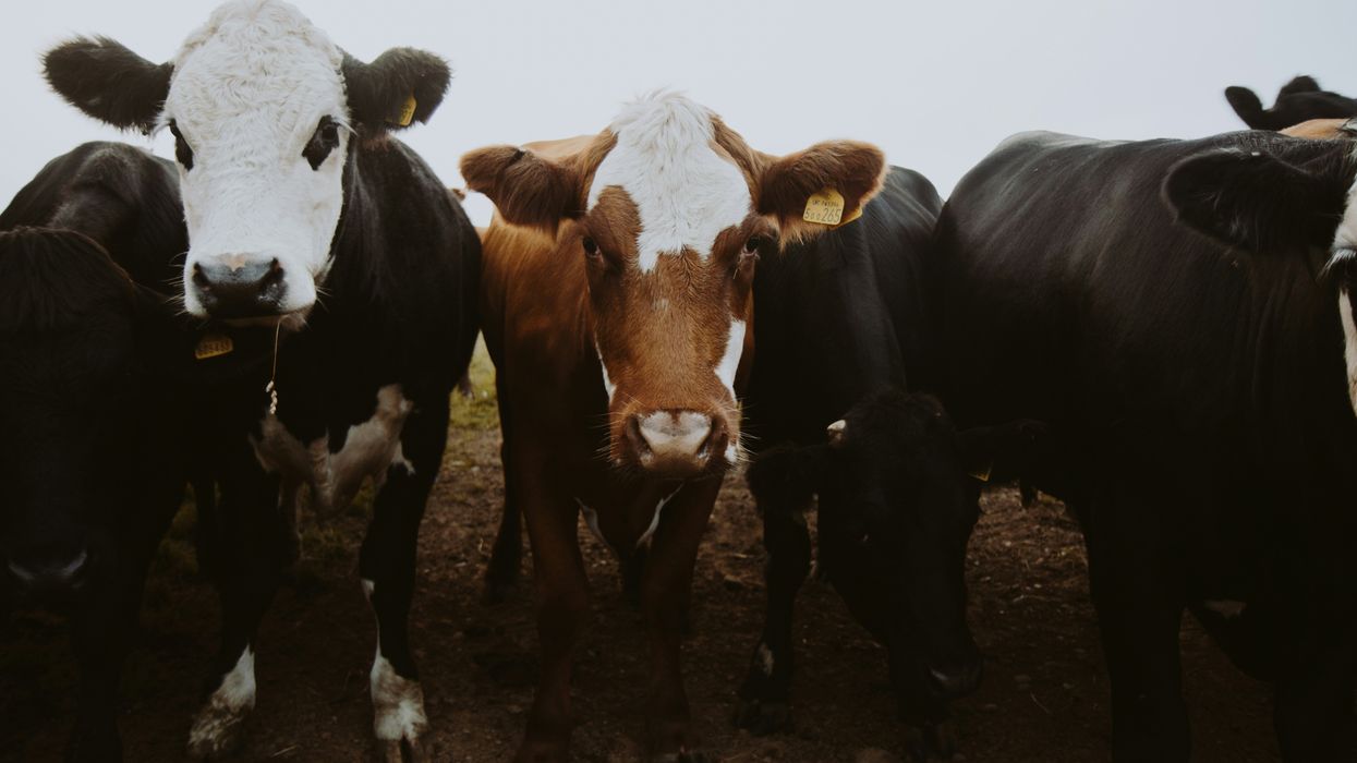 'Flying blind': A livestock-killing pest is set to make a comeback — thanks to Trump