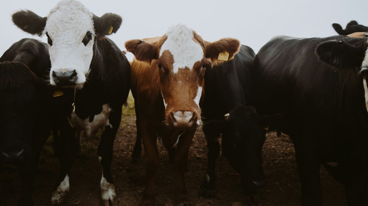 'Flying blind': A livestock-killing pest is set to make a comeback — thanks to Trump