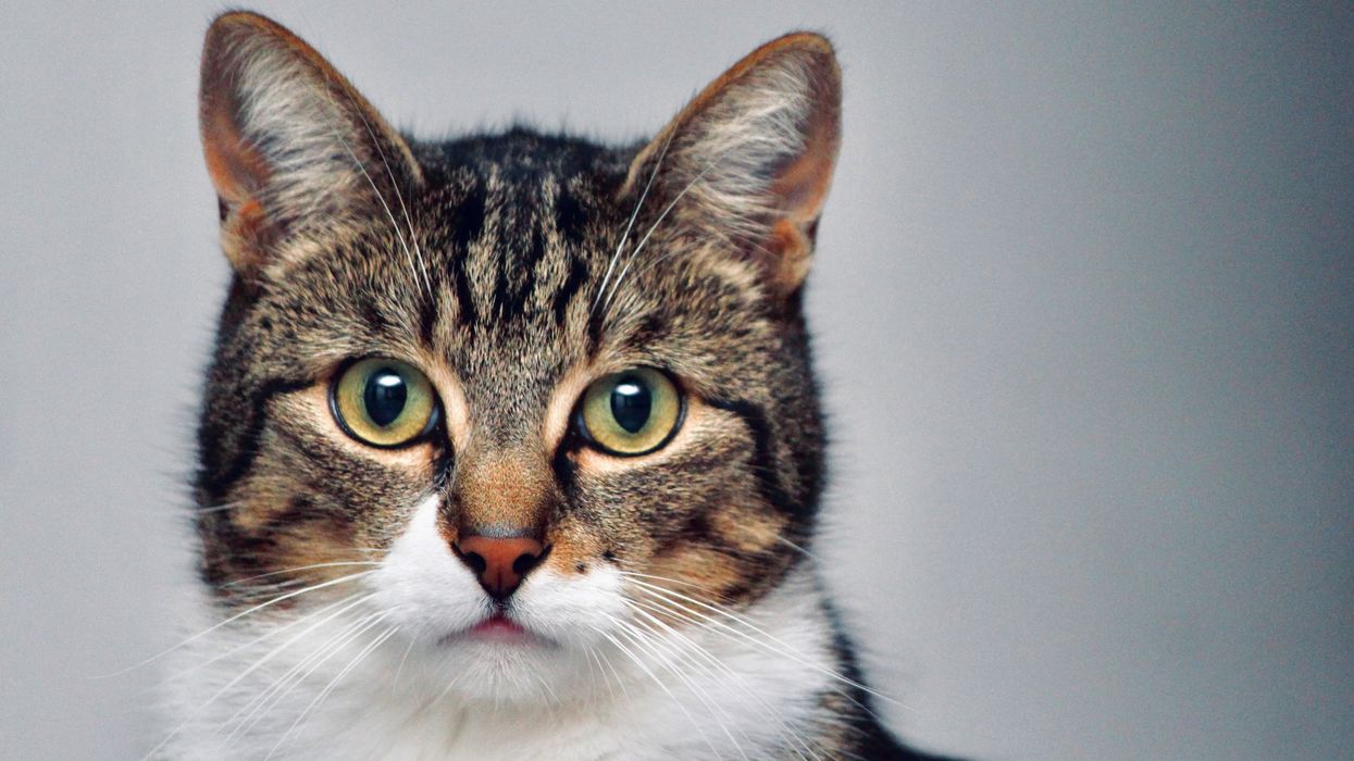 Cats first finagled their way into human hearts and homes thousands of years ago – here’s how