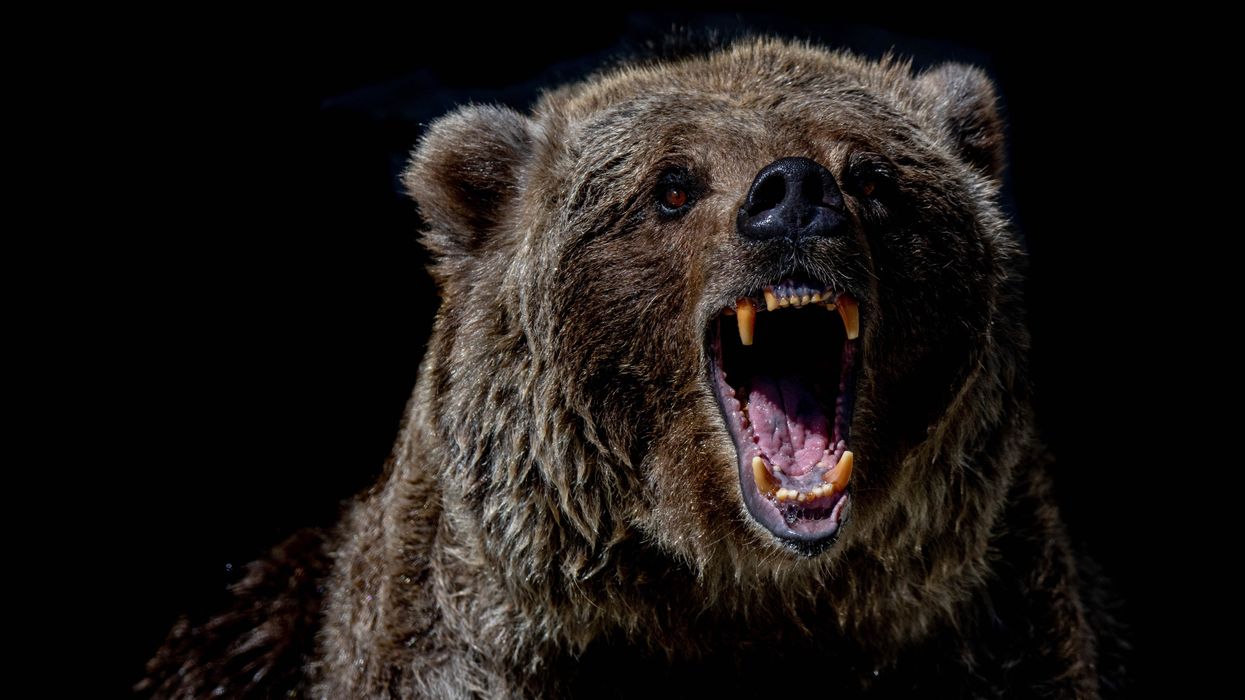 Grizzly that killed woman near West Yellowstone euthanized after breaking into home
