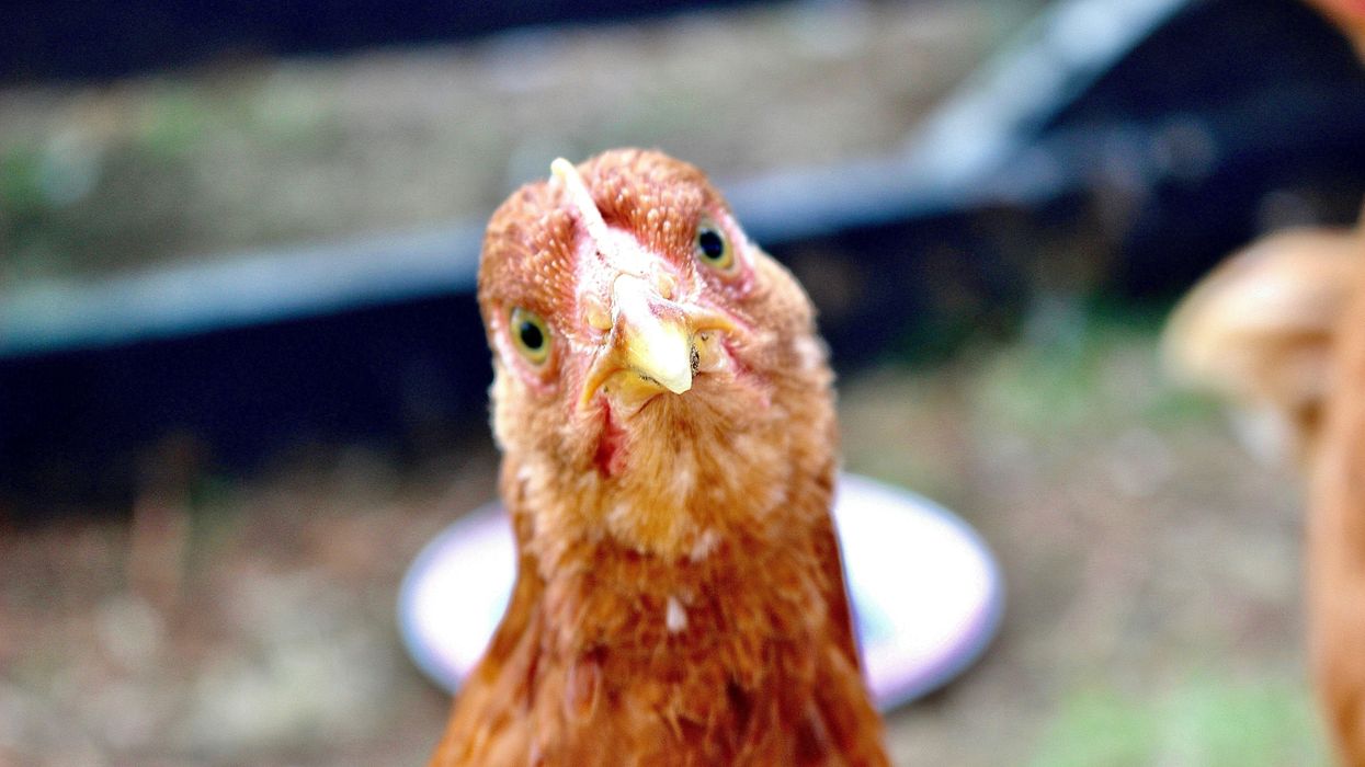 USDA rolls out $1 billion plan to combat bird flu after egg prices rise