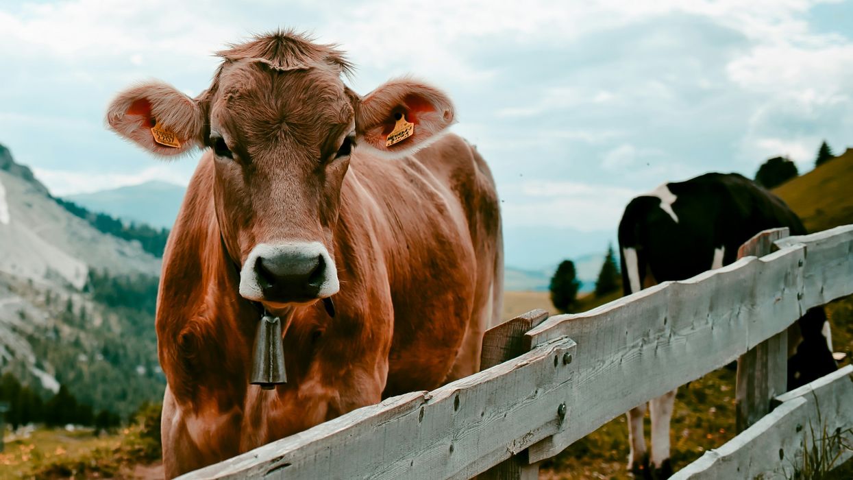 'We risk losing more than income': Farmers have a new beef with the Trump administration