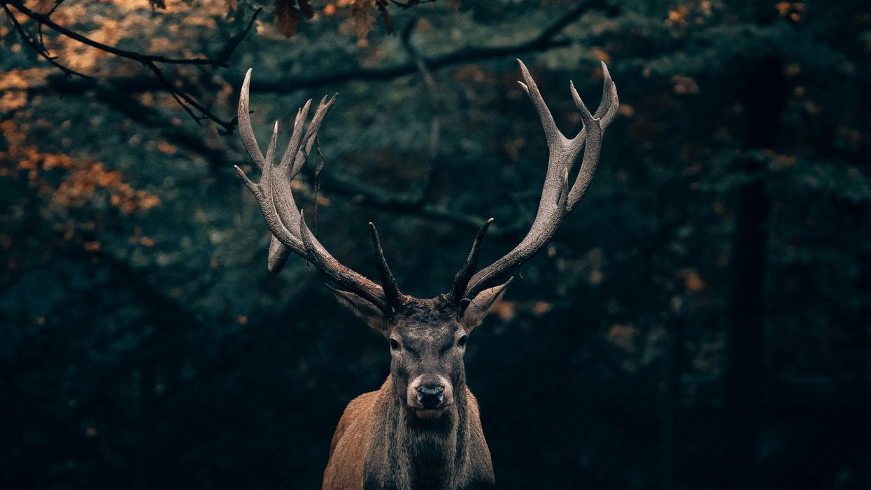 'Zombie deer': Plan to contain spread of infectious brain-eating disease in Georgia's deer