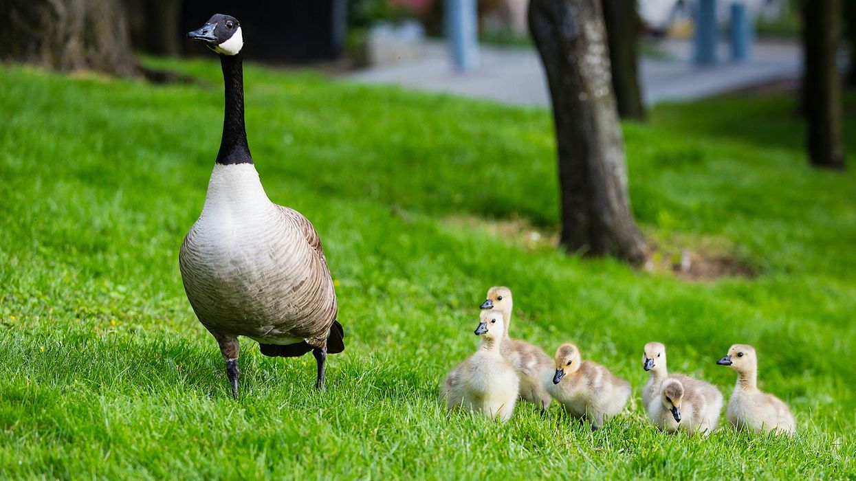 Bird lovers urged to be cautious as avian flu spreads