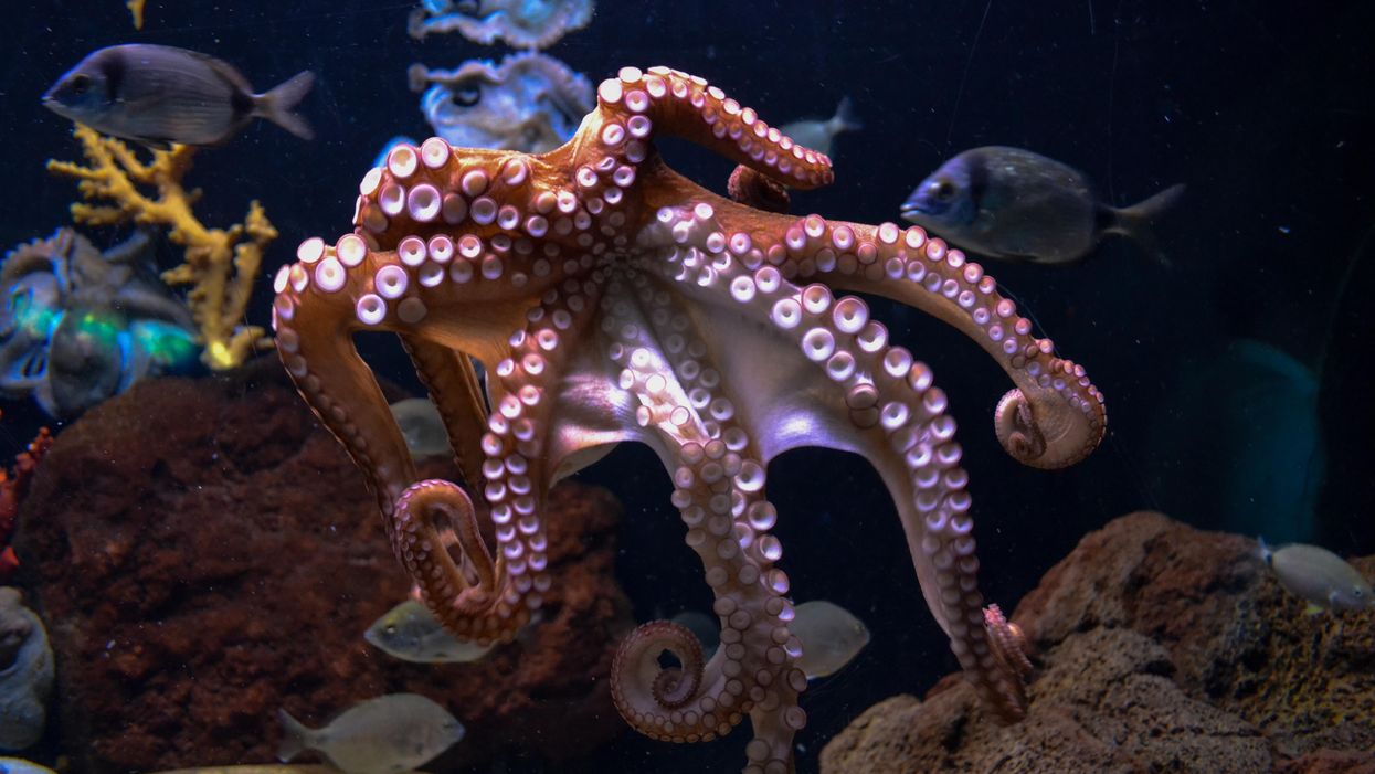 What scientists learned when they peered into an octopus' brain