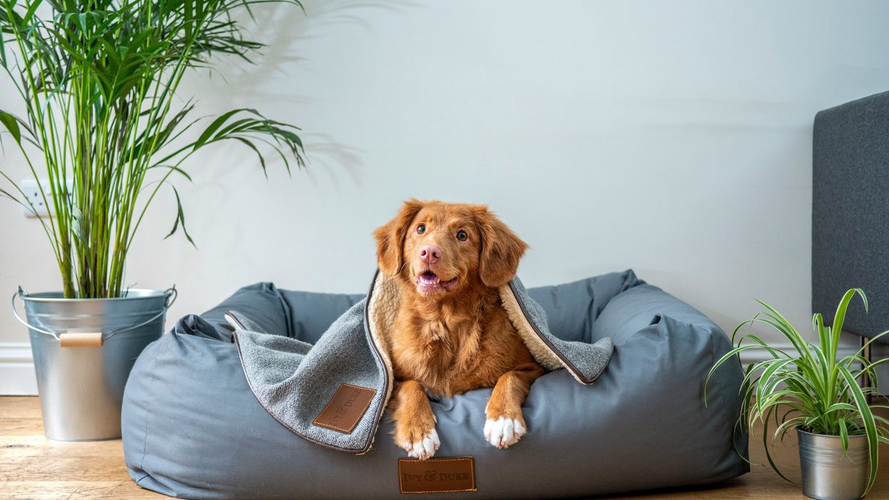 The perils of pet poop