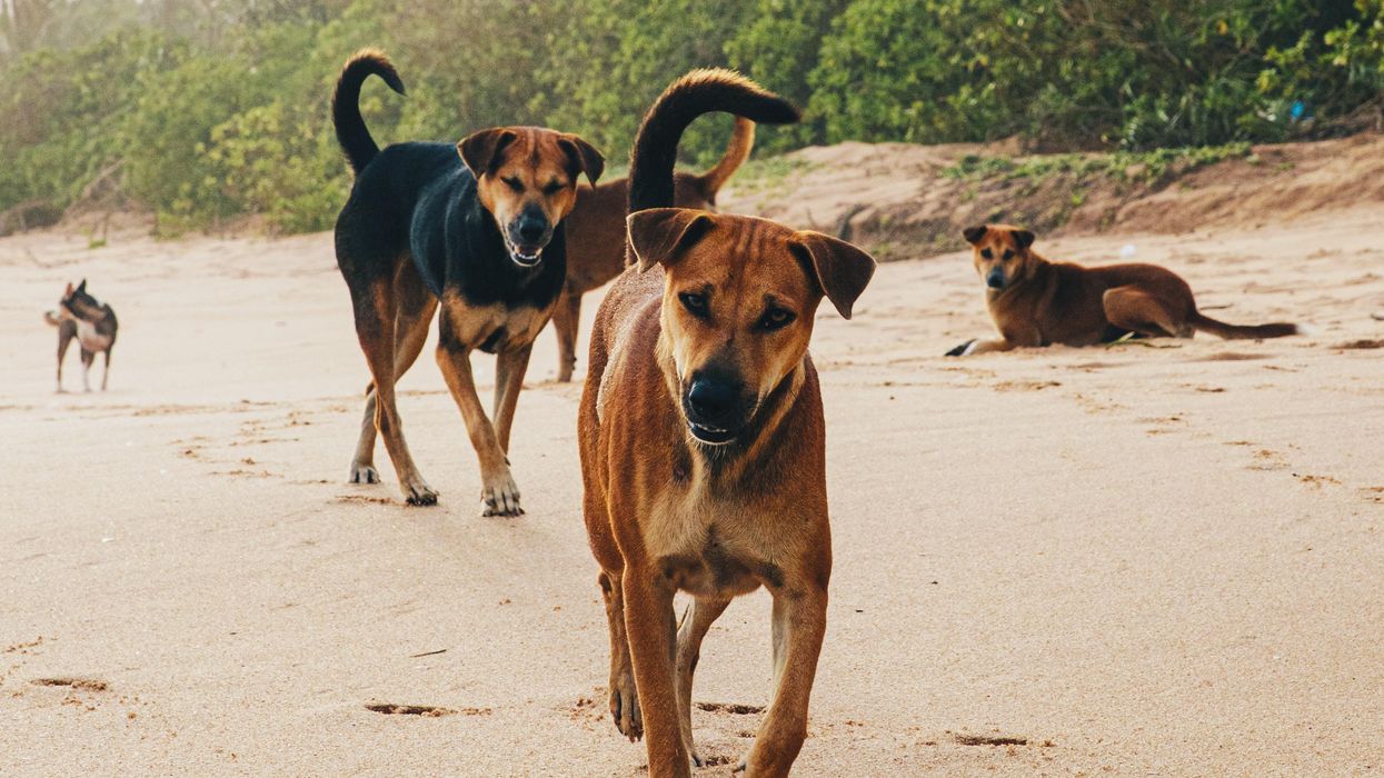 Would dogs be better off without us?
