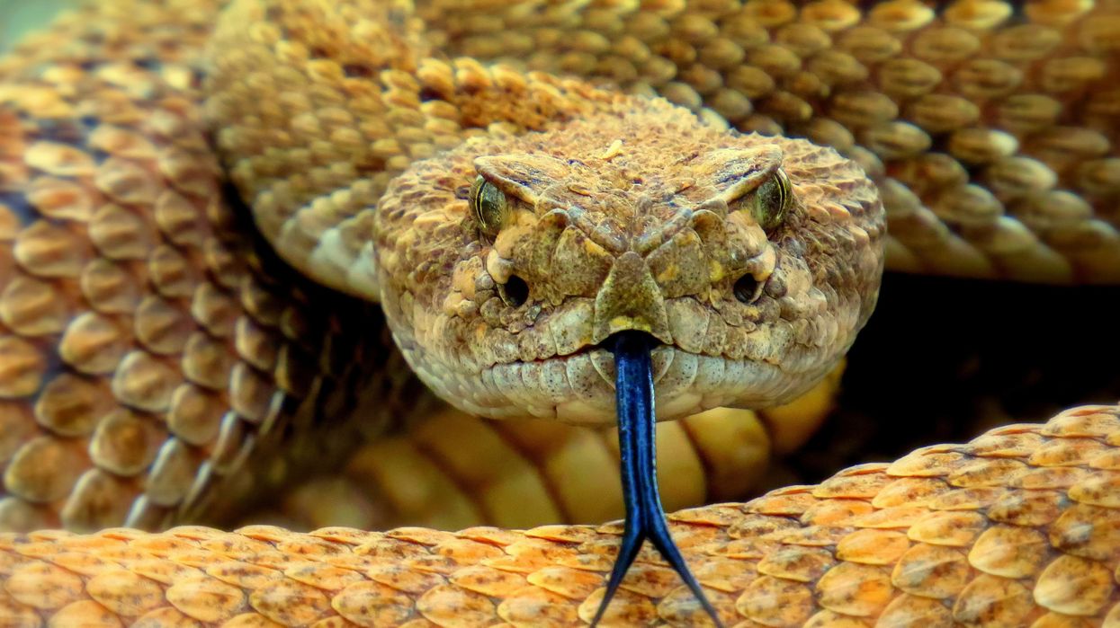 This toddler’s backyard snakebite bills totaled more than a quarter million dollars