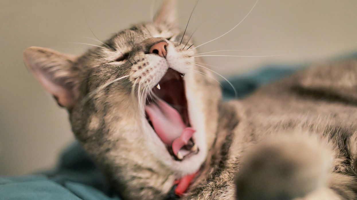 Can a daily nap do more harm than good? A expert explains