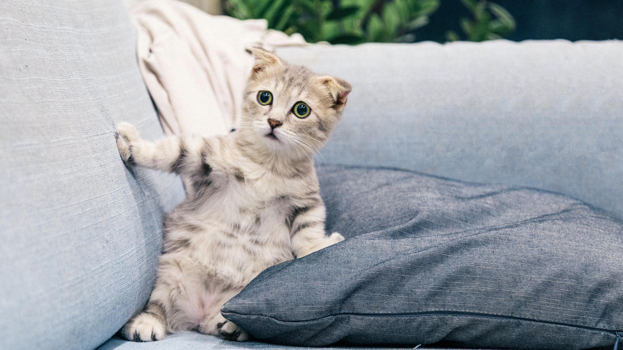 A 'talking' cat is giving scientists insight into how felines think