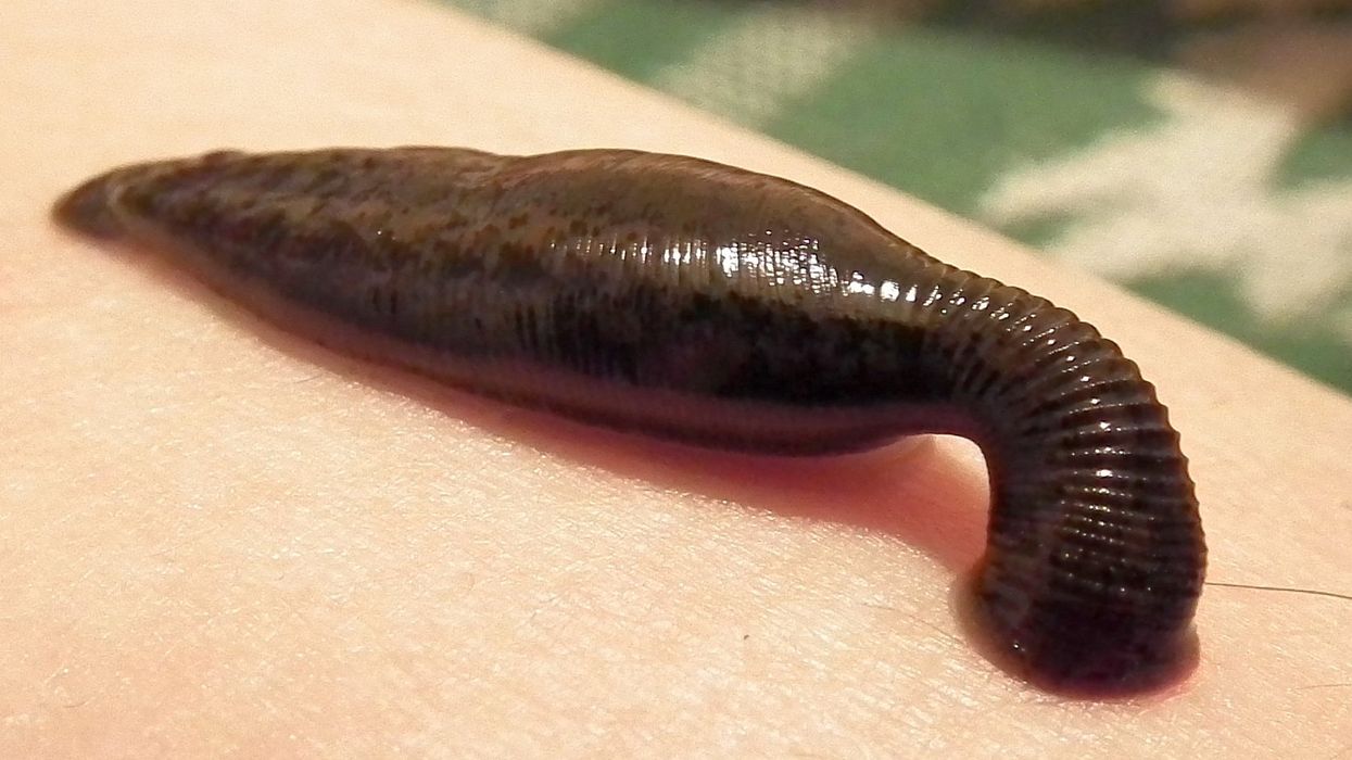 Mind-bending, body-snatching, blood-sucking parasites are bizarre — yet vital for life on Earth