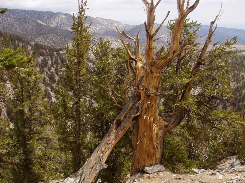 'Appalling' video captures driver wrecking ancient National Park forest