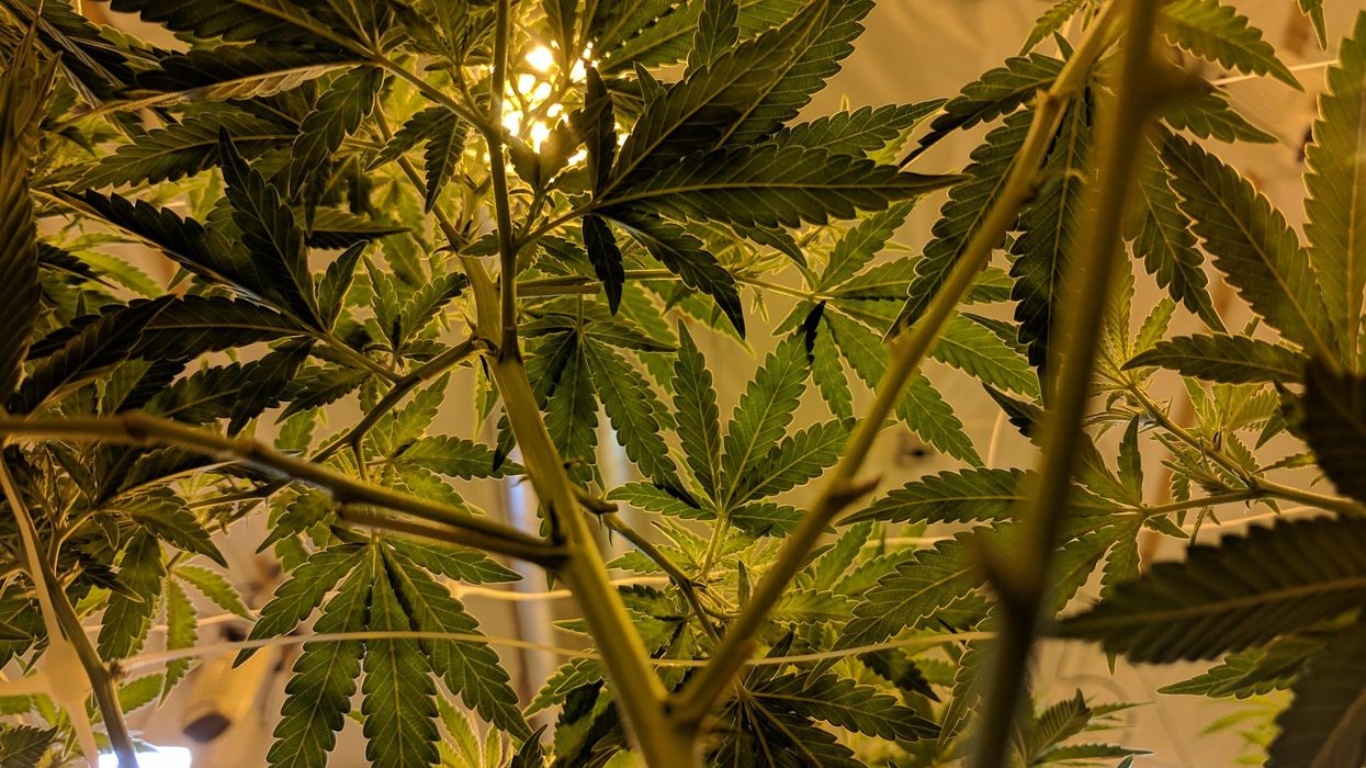 Why a city’s new marijuana delivery plan is an important move