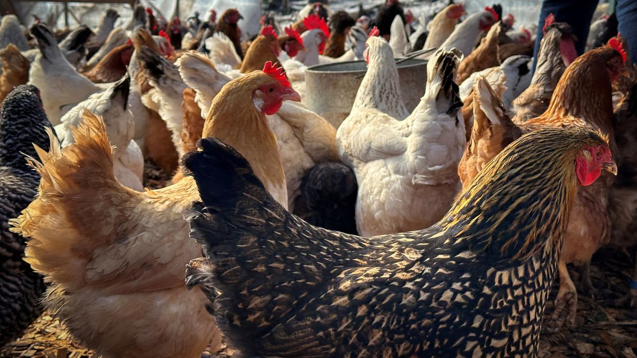 'Windfall profits': How corporations are exploiting bird flu to raise prices