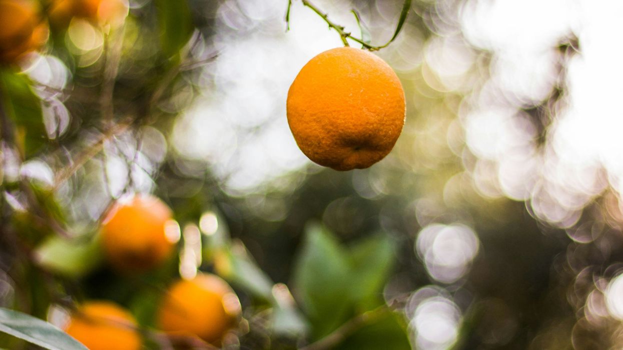 Texas’ citrus industry — once an agricultural powerhouse — is on the brink of disaster
