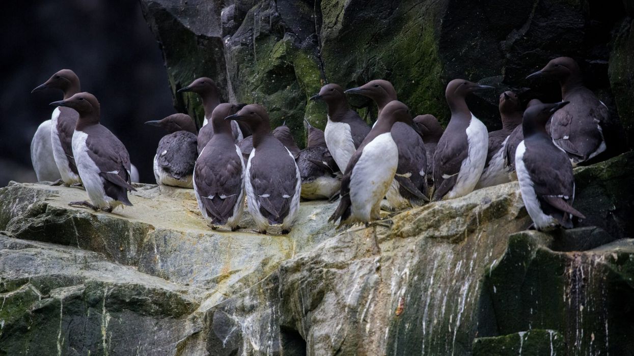 Alaska birds suffered biggest die-off in recorded history in ‘Blob’ heat wave: study