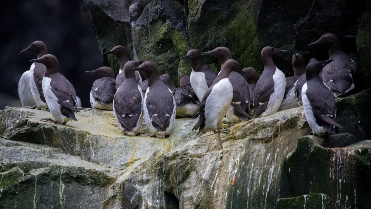 Alaska birds suffered biggest die-off in recorded history in ‘Blob’ heat wave: study