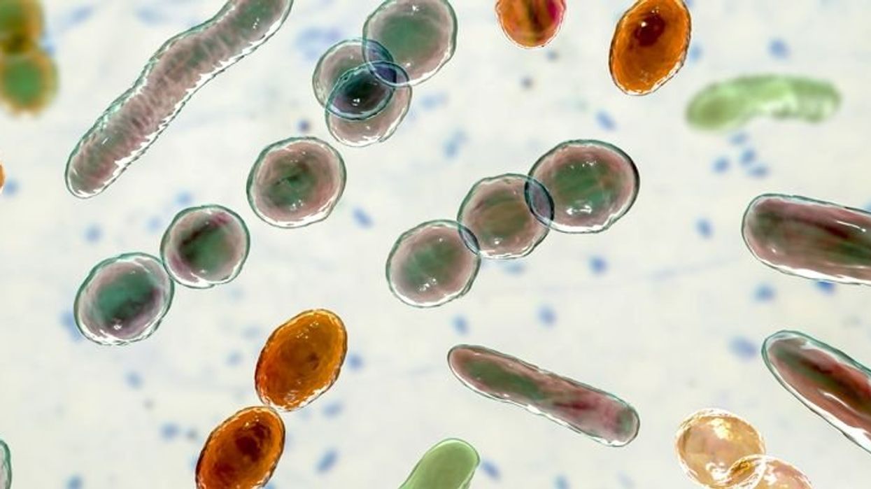 'Unprecedented risks:' Scientists say mirror bacteria 'should not be created'