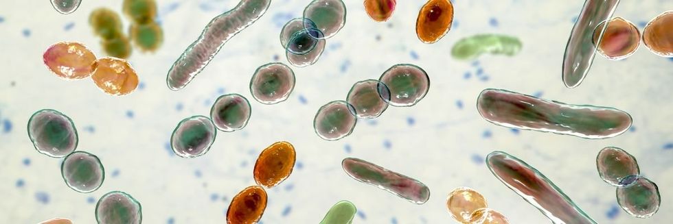 लॉन्ग आइलैंड पर हर जगह एक मांस खाने वाला बैक्टीरिया खोजा गया