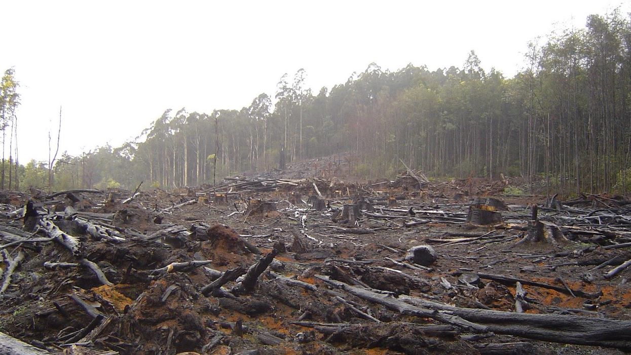 Forests are crucial to combating climate change — will Biden rise to the challenge?