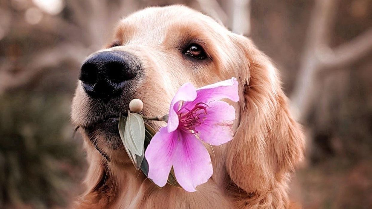 Yes, your dog can actually understand what you’re saying — to a point