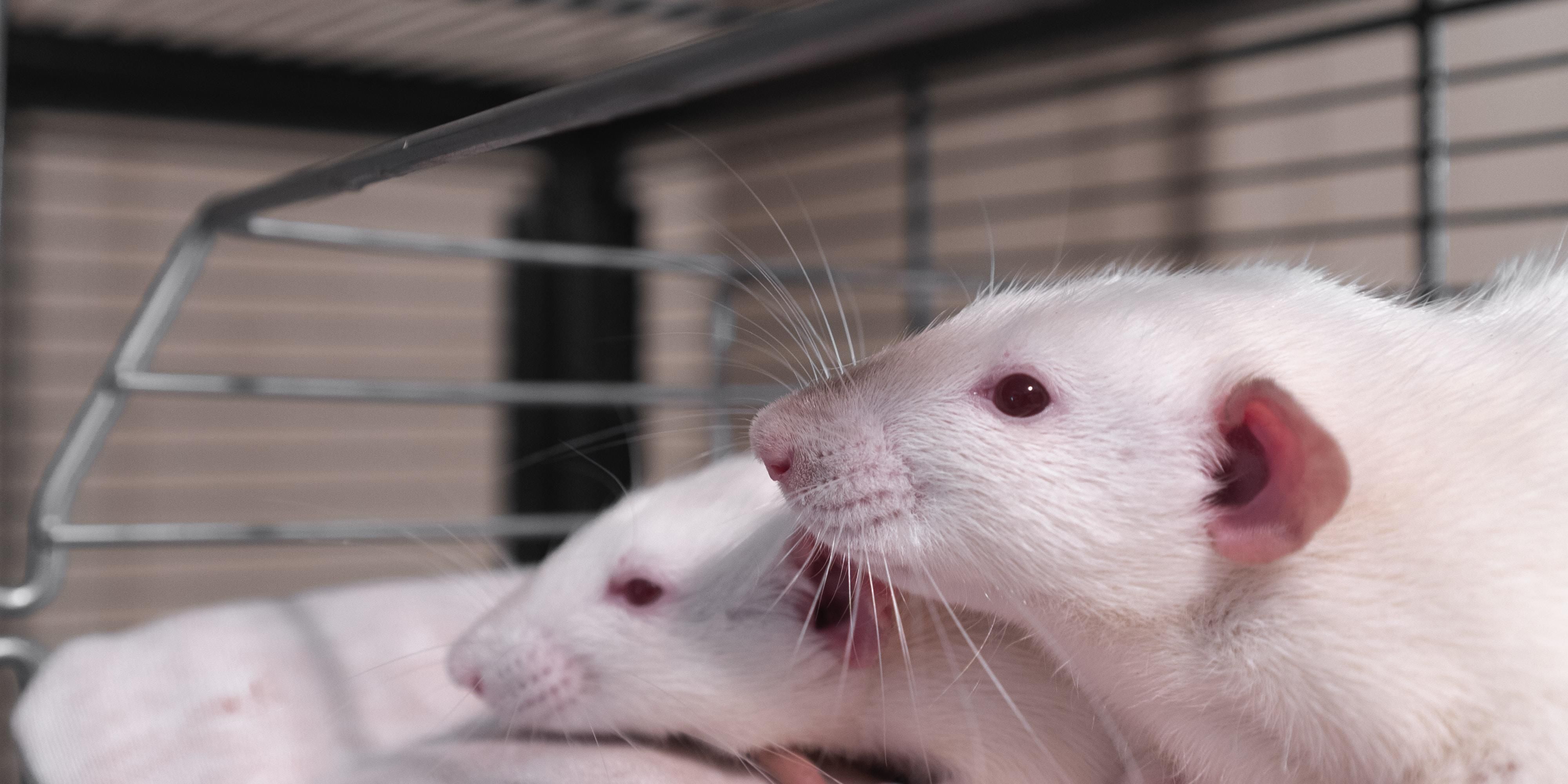 Most Americans generally oppose animal testing — will the U.S. finally ban it? - Vimarsana News
