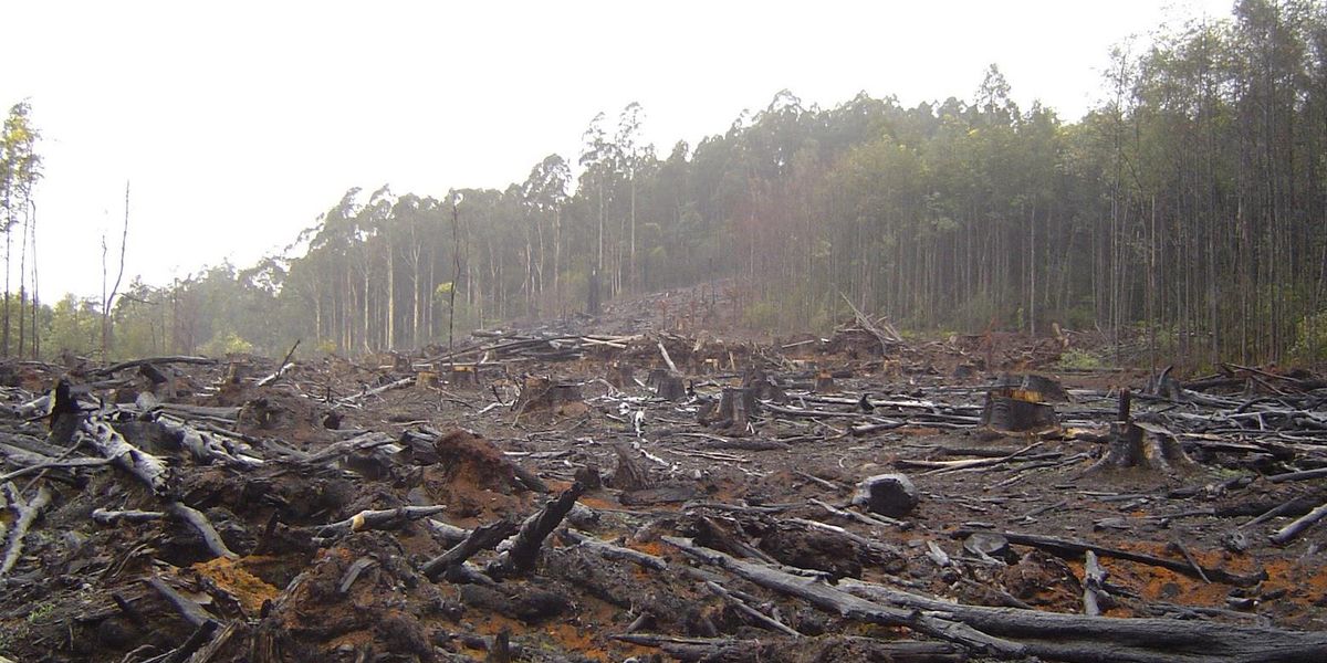 Forests are crucial to combating climate change — will Biden rise to the challenge? - Vimarsana News