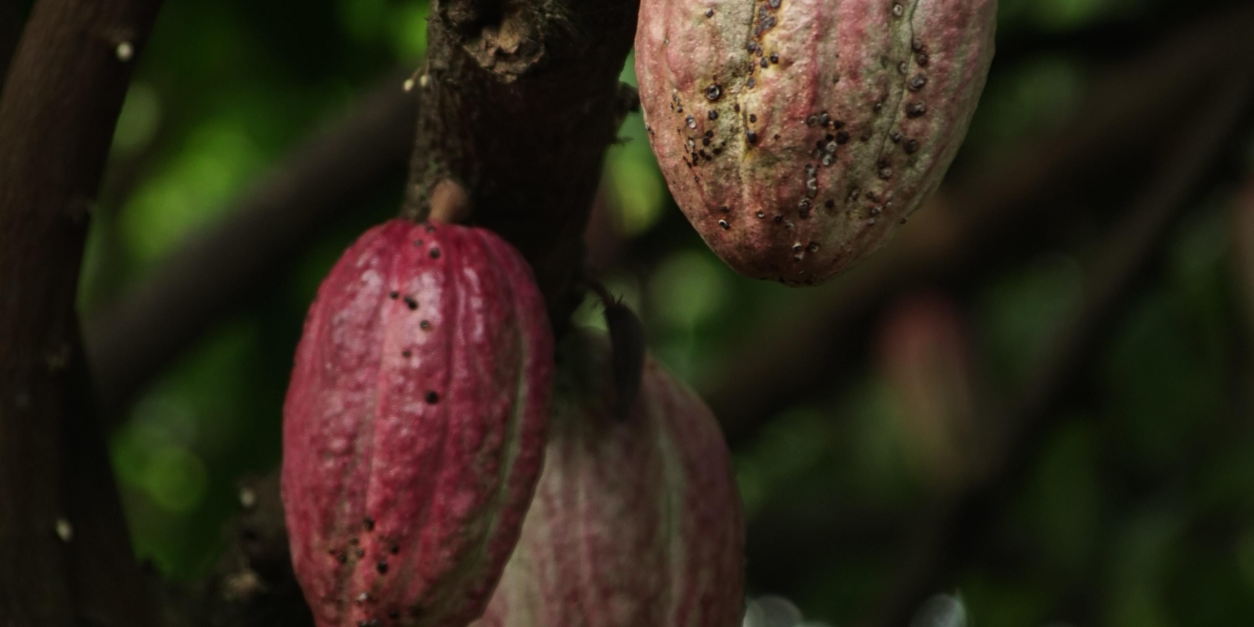 The murky truth about where your chocolate comes from - Vimarsana News