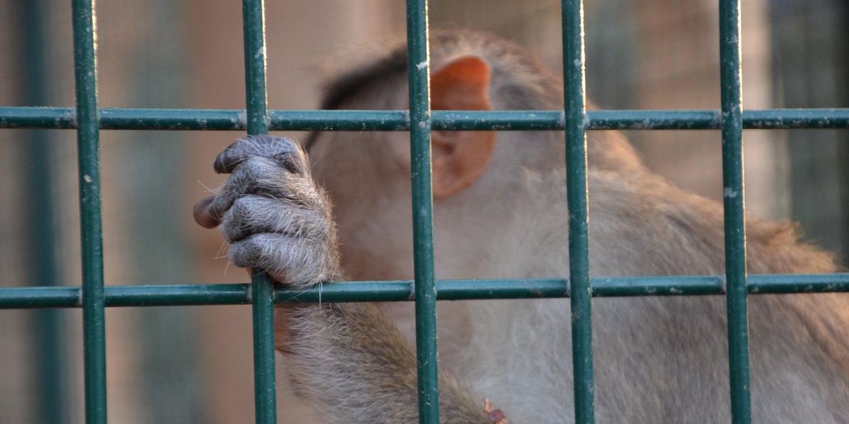 The US is 'out of step' on primate research with the rest of the world - Vimarsana News