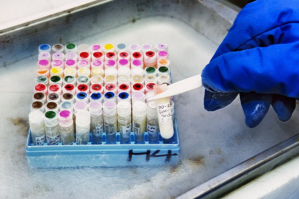 Zoo scientists revive cells from 40-year deep freeze to clone endangered horse