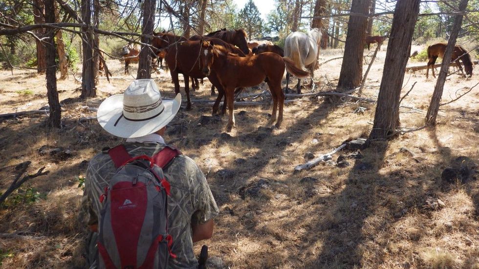Profiting From Ecotourism – Town’s Economy Boosted By Wild Horses!