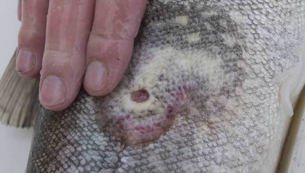 Invasive sea lampreys in Great Lakes, and the lake trout they prey on, puzzle scientists