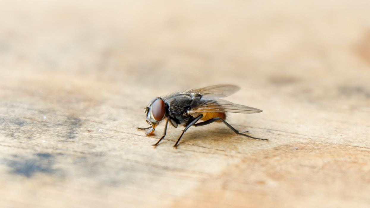 Invasion of flesh-eating fly could cause devastation across the US
