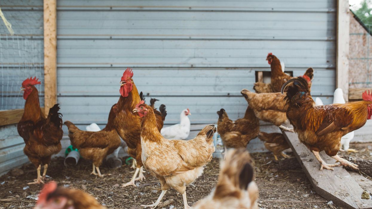 Nation’s first ‘severe’ avian flu patient dies in Louisiana