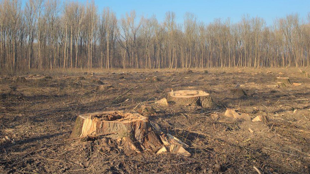 50+ groups across US Northwest unveil Green New Deal vision for region's vital forests