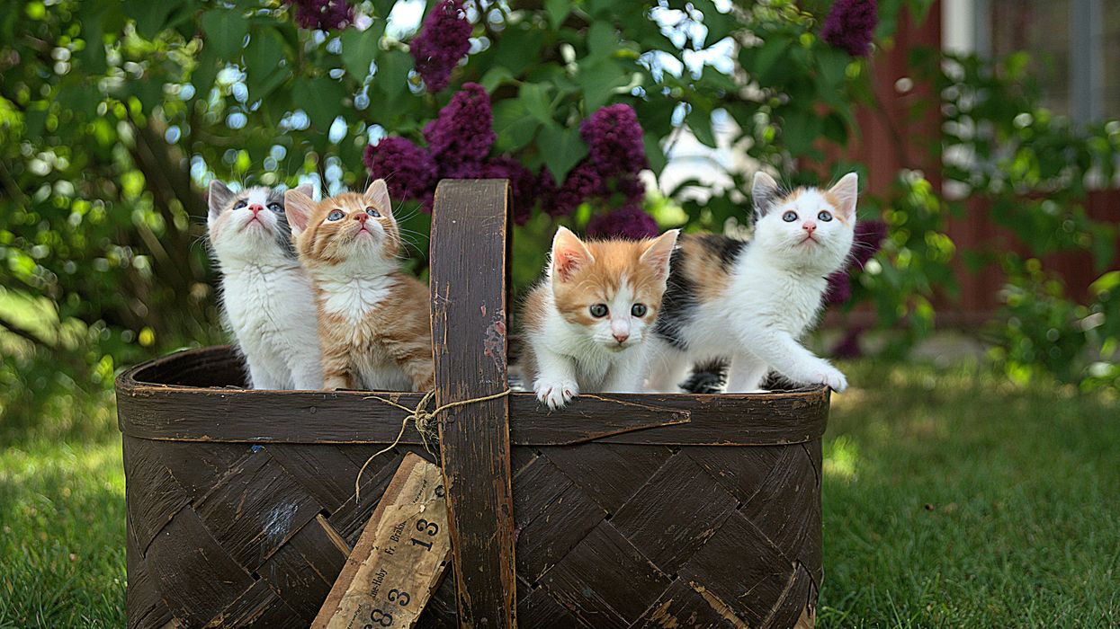 House cats with bird flu pose potential public health risk